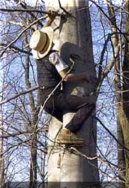 Amish boy in tree